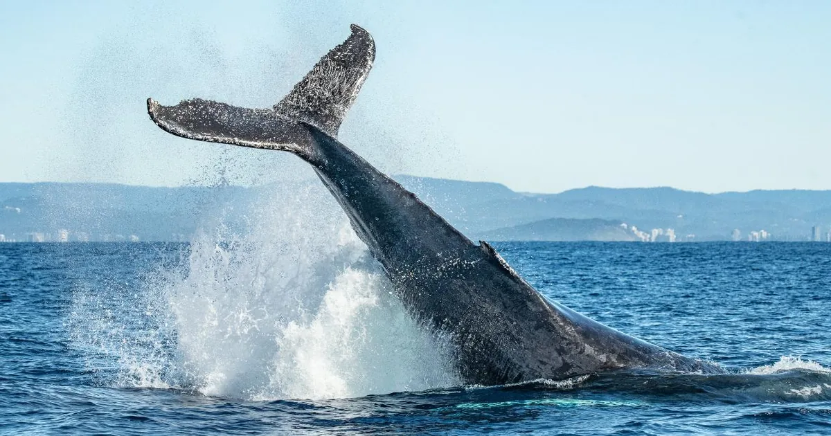A humpback whale throwing its tail clear of the water off the Gold Coast during the migration season