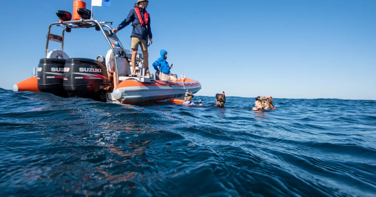 Snorkellers waiting at the surface beside a whale-swim boat off the Gold Coast