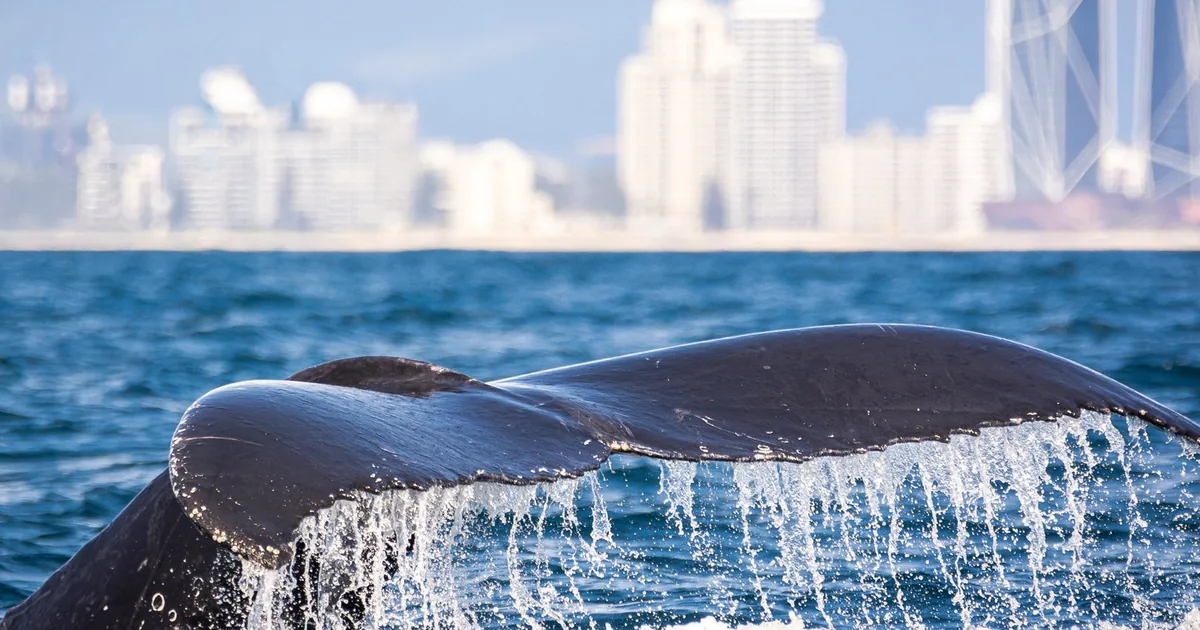 A humpback whale's tail lifting out of the sea in front of the Gold Coast skyline