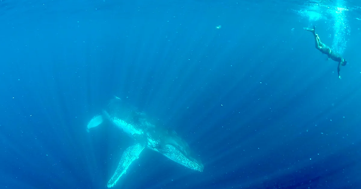 A snorkeller at the surface above a humpback whale in deep blue water
