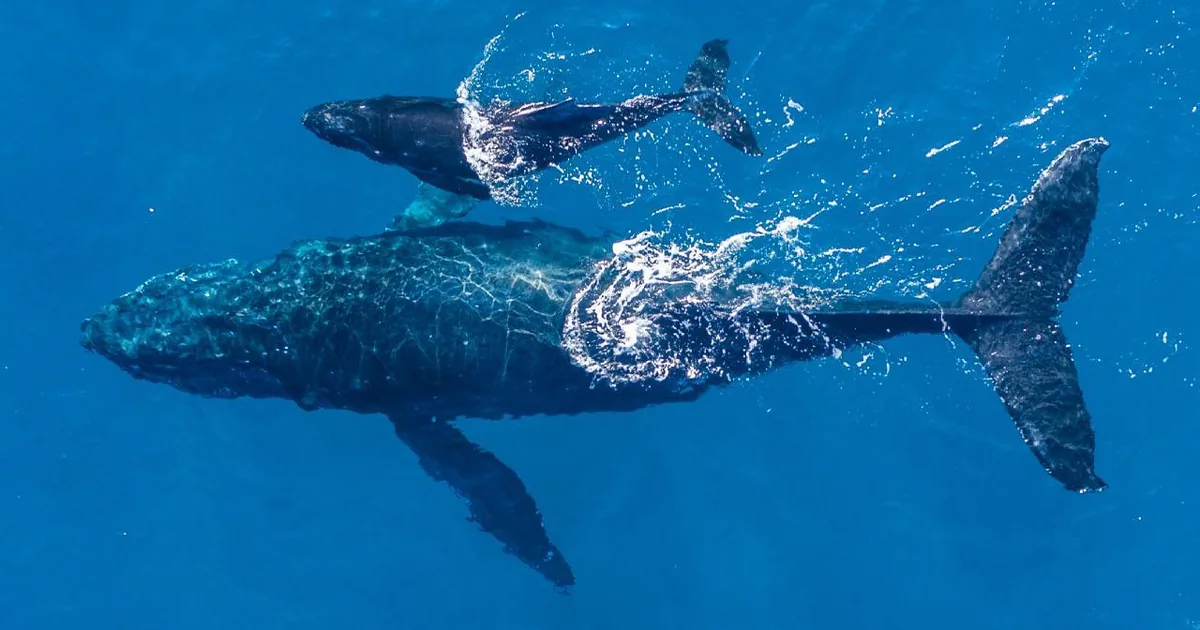 A humpback whale and calf in clear blue water off the Australian coast